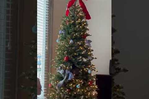 Kitten Cozies Up In Christmas Tree