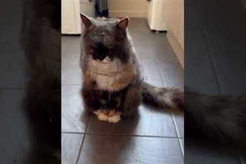 Cat looks like widower after running through cobwebs