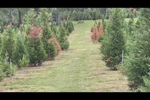 Christmas trees spared this holiday season, LSU AgCenter says