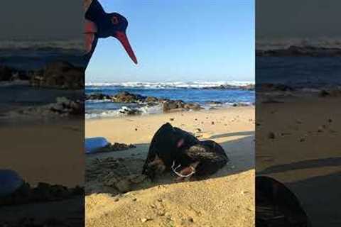 Man Rescues Two Oyster Catchers Caught In Fishing Line