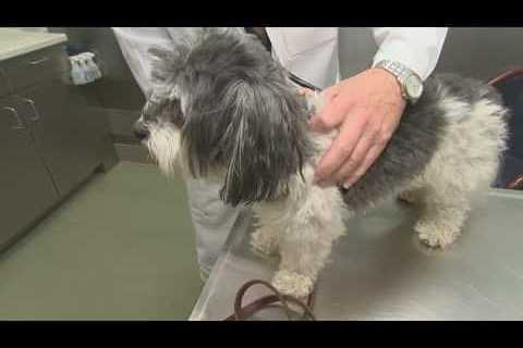 An unusual canine respiratory illness is spreading in several states