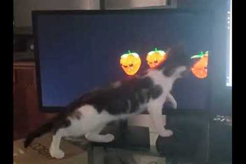 Kitten confused over dancing fruit 😂