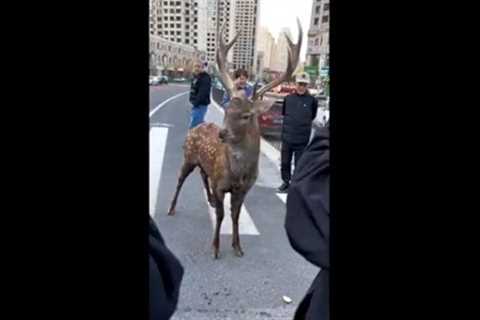 Wild sika deer emerges in downtown drawing crowds of locals