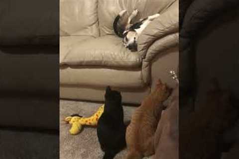 Innocent napping dog toyed with by cats