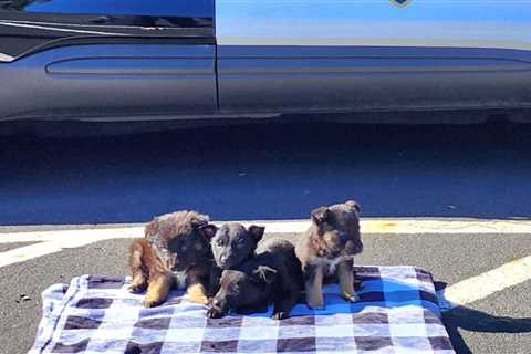 Abandoned puppies at Hayward grocery store recovered by police