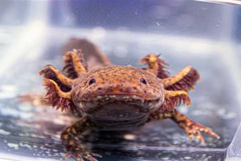 Mexico plugs adoptions for axolotls, amphibian on brink of extinction