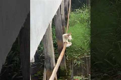 Pet cat scrambles to save himself