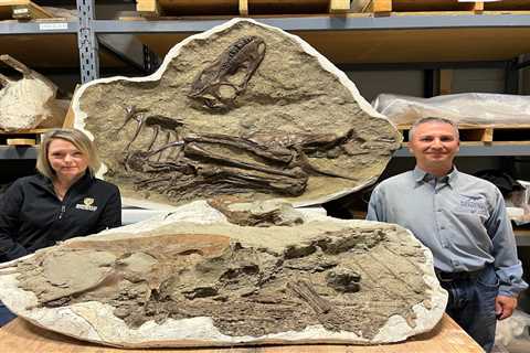 Scientists reveal first tyrannosaur fossil with preserved stomach contents