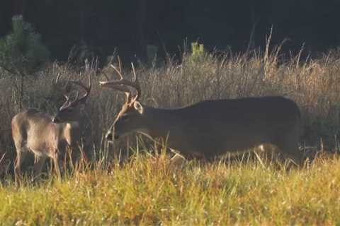 Mississippi Wildlife, Fisheries and Parks urge hunters to test deer for Chronic Wasting Disease