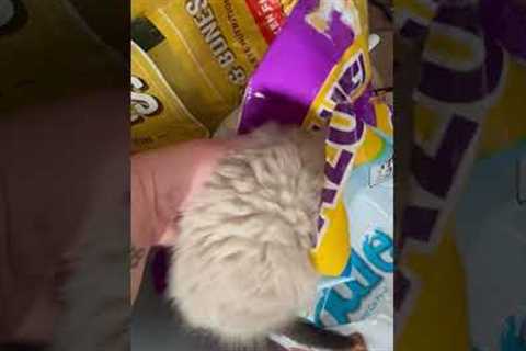 Sneaky Kitten Found Hiding In Food Bag