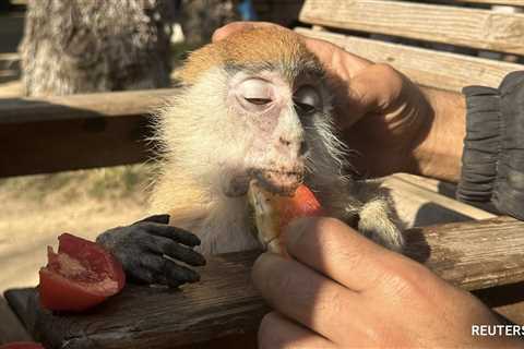 Pics: Private Zoo In Rafah, Where Gazans Live Among Animals Amid War