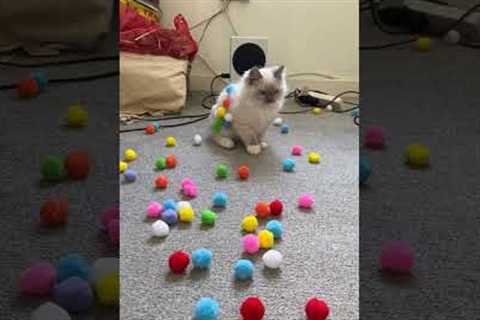 Adorable Kitten Plays With Pom Poms