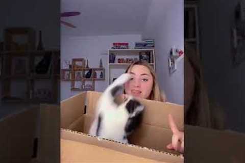 Cat Launches Surprise Attack