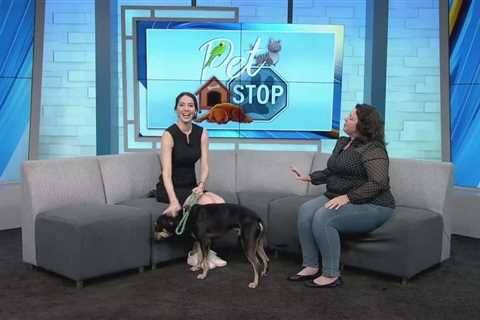 Pet Stop – Albert from Animal Aid for Vermilion Area