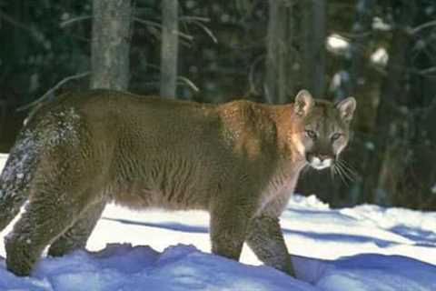 California Mountain Lion Population Is Thousands Fewer Than Previously Estimated