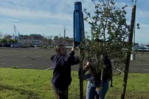 Bay Area remembers Martin Luther King Jr. with day of service – NBC Bay Area