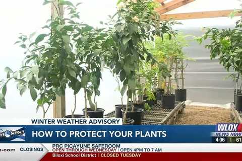 Protecting your plants ahead of winter weather