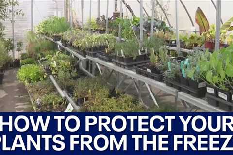 How to protect plants from freezing weather | FOX 7 Austin