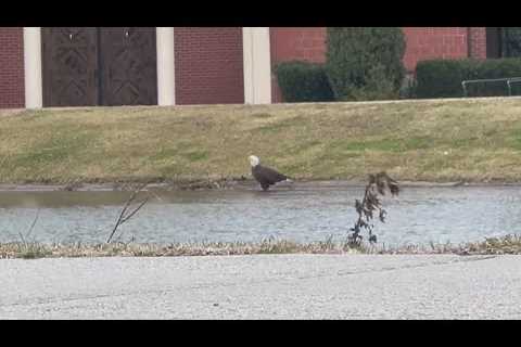 Bald Eagle spotted in New Orleans