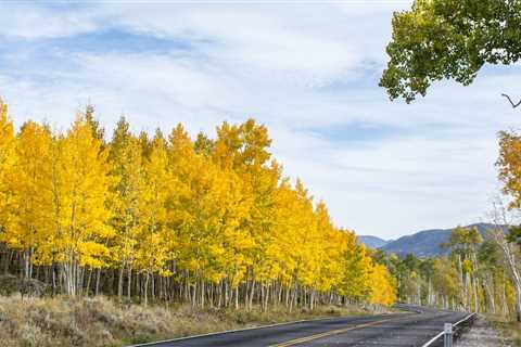 7 of the Oldest Living Plants on Earth