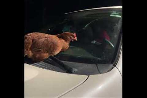 Chicken Rides on Windshield Wipers