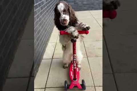 Springer Spaniel Shows Off Her Scooter Skills