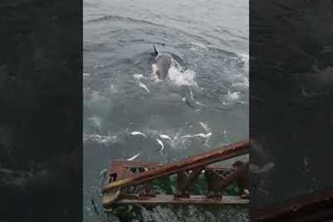 Fishermen Feed Massive Tuna