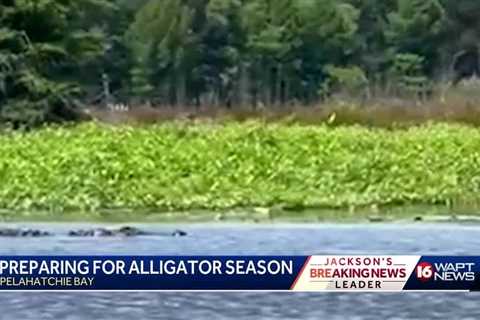 Alligator Hunting Season