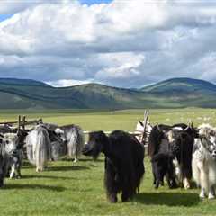 Yak milk consumption among Mongol Empire elites