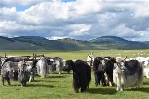 Yak milk consumption among Mongol Empire elites