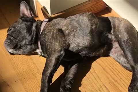 Family asks for help after dog stolen from car in Oakland – NBC Bay Area