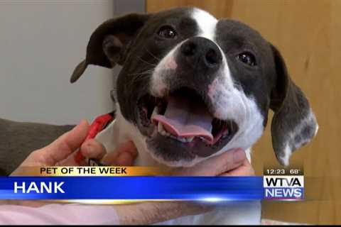 Pet of the Week – Hank