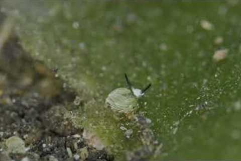 Discover the enchanting world of Costasiella usagi: the adorable 3mm nudibranch