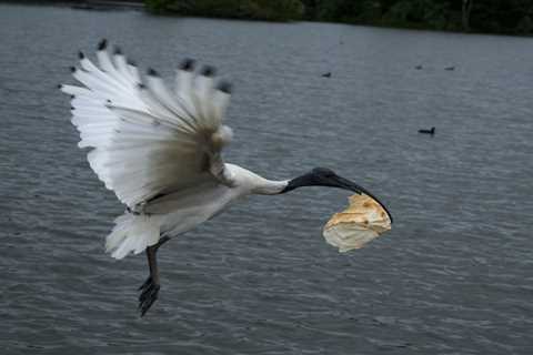 Australia ‘bin chickens,’ or white ibises, and their poop cover Sydney