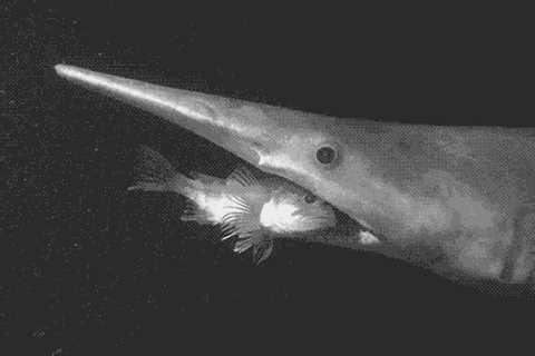 All About Goblin Sharks