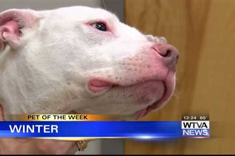 Pet of the Week – Winter