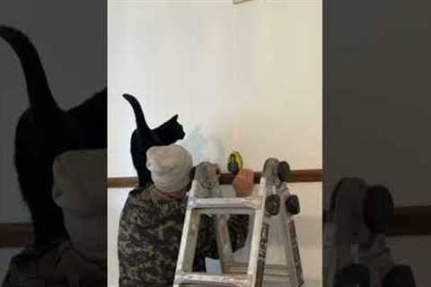 Nosy cat disrupts DIY work