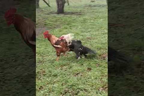 Kiko the Duck and Galeon the rooster's daily showdown