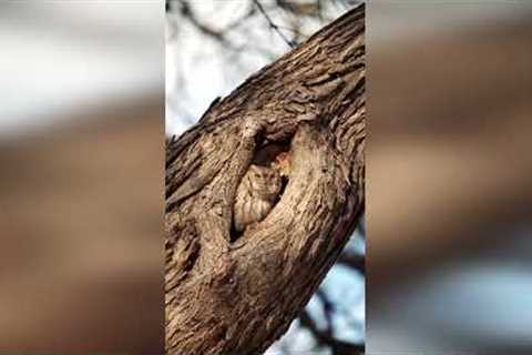 Sleepy Owl Emerges from Nest Hole