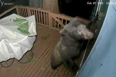 Wild bear tries to break into home through doggie door