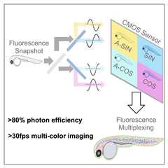 Pictures inside a cell: Researchers develop new tool to provide greater insight into biological..