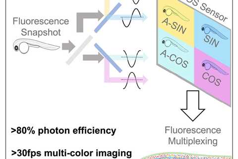 Pictures inside a cell: Researchers develop new tool to provide greater insight into biological..