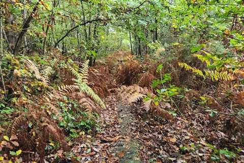 Everyone can see the forest scene – but you have 20/20 vision & a high IQ if you spot the dog in 14 ..