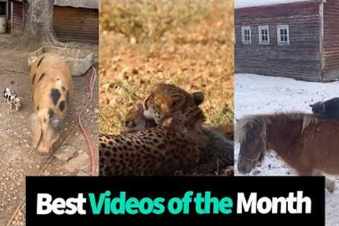 Best Animal Videos of the Month