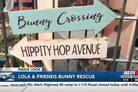 INSIDE LOOK: Lola & Friends Bunny Rescue