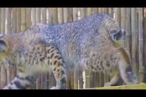 Bobcat kittens move into Audubon Zoo Swamp