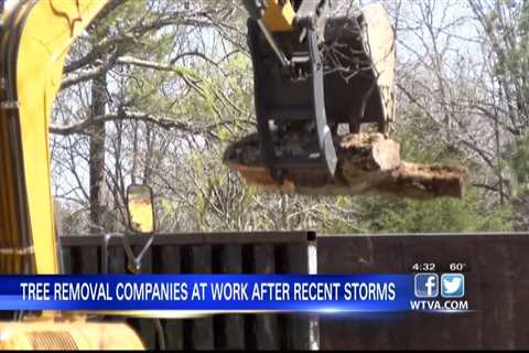 Tree removal companies putting in overtime around northeast Mississippi after Friday storms