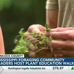Mississippi Foraging Community gathers for plant education walk in Bay St. Louis