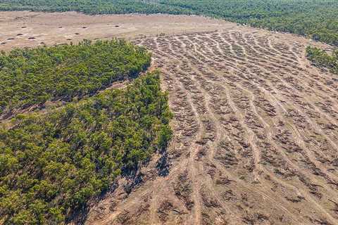 Joint deforestation investigation exposes broken national environment law