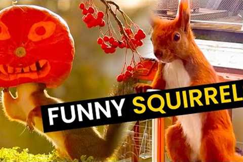 Funniest Squirrels